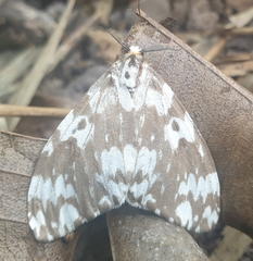 Lymantria atemeles