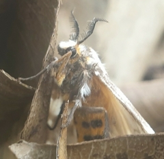 Lymantria atemeles