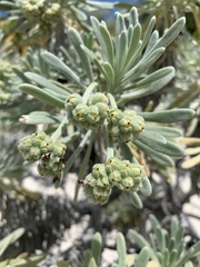 Tournefortia gnaphalodes