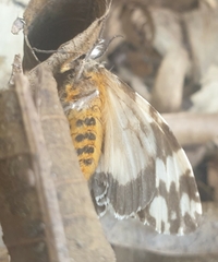 Lymantria atemeles