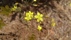 Hesperolinon breweri