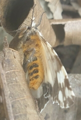 Lymantria atemeles