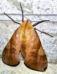Clanis bilineata formosana
