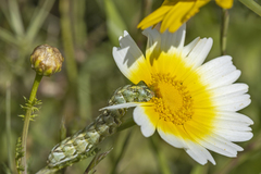 Cucullia chamomillae