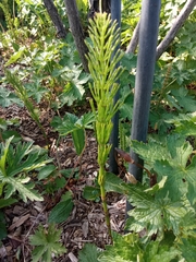 Equisetum arvense