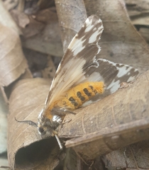 Lymantria atemeles