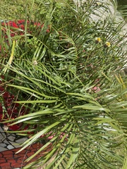 Zamia portoricensis