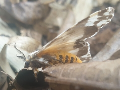 Lymantria atemeles