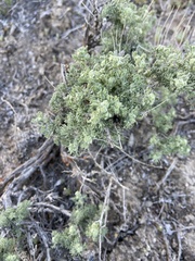 Artemisia spinescens