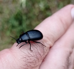 Coelometopus clypeatus