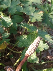 Equisetum arvense