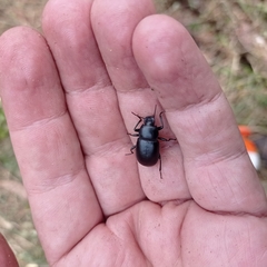 Coelometopus clypeatus