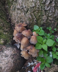 Coprinellus micaceus