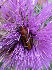 Nemognatha piazata