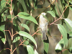 Catamenia analis