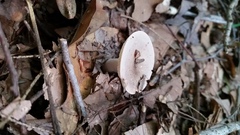 Lactarius cinereus