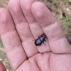 Coelometopus clypeatus
