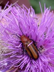Nemognatha piazata
