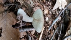 Lactarius cinereus