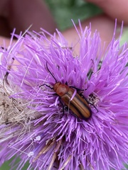 Nemognatha piazata