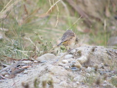 Sicalis olivascens