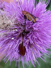 Nemognatha piazata