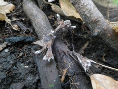 Thelephora penicillata