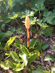 Equisetum arvense