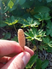 Equisetum arvense