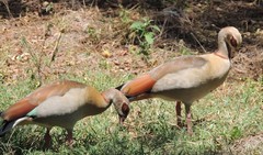 Alopochen aegyptiaca