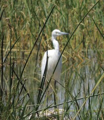 Egretta garzetta