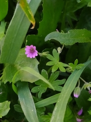 Geranium molle