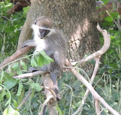 Chlorocebus aethiops