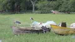 Leptoptilos crumenifer