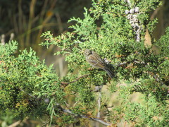 Catamenia analis