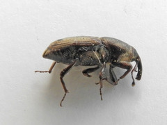 Sphenophorus venatus
