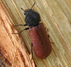 Bostrichus capucinus