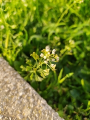 Capsella bursa-pastoris