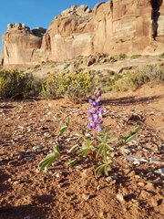 Lupinus pusillus