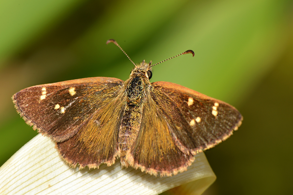 Wedge Grass-skipper