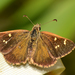 Wedge Grass-Skipper - Photo (c) Jean and Fred, some rights reserved (CC BY)