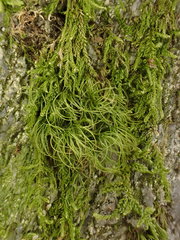 Paraleucobryum longifolium