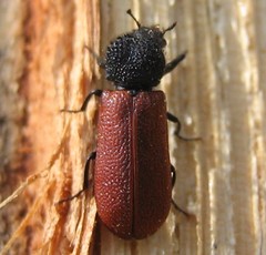 Bostrichus capucinus