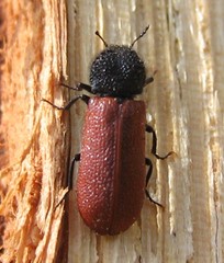 Bostrichus capucinus