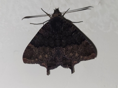Coronidia