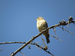 Sicalis olivascens