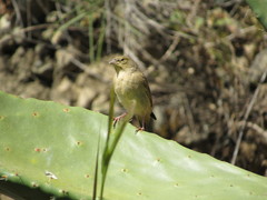 Sicalis olivascens