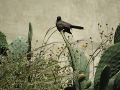 Turdus chiguanco