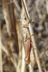 Calliptamus plebeius