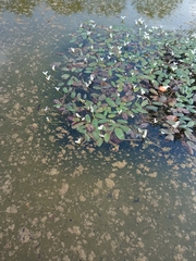 Aponogeton distachyos